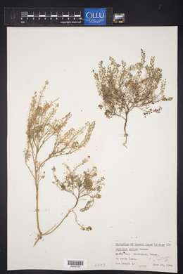 Lepidium virginicum var. menziesii image