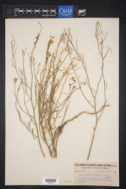 Sisymbrium linifolium image