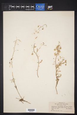 Physaria berlandieri image