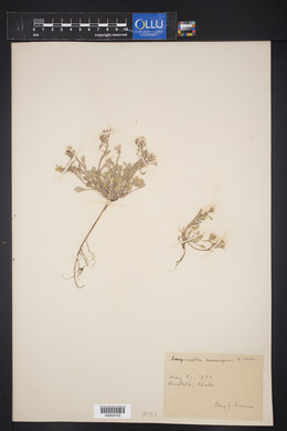 Physaria curvipes image