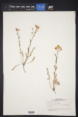 Physaria engelmannii image