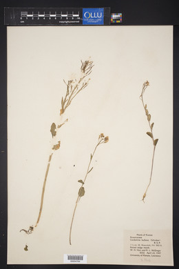 Cardamine bulbosa image