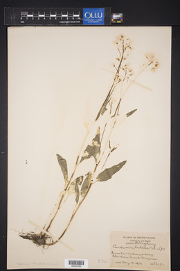 Cardamine bulbosa image