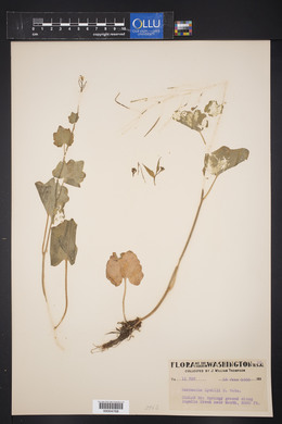 Cardamine cordifolia image