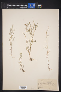 Cardamine parviflora image