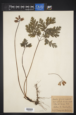 Dicentra formosa image