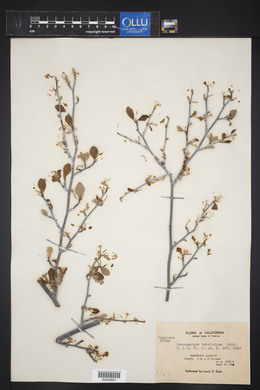 Cercocarpus montanus var. glaber image