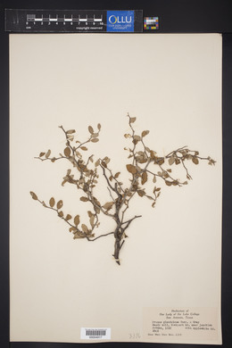 Prunus glandulosa image