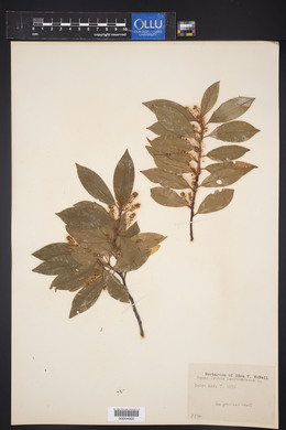 Prunus laurocerasus image