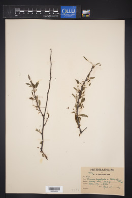 Prunus angustifolia var. watsonii image