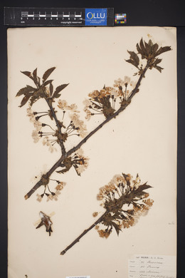 Prunus avium image