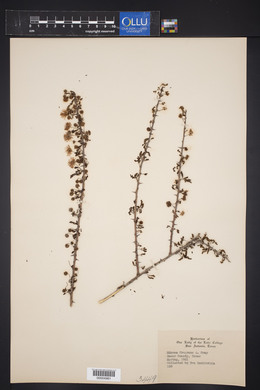 Mimosa fragrans image