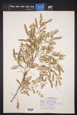 Acacia roemeriana image