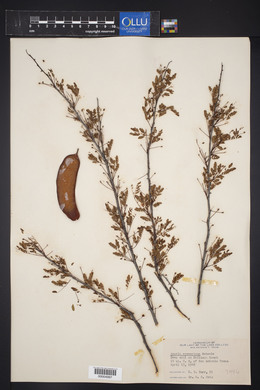 Acacia roemeriana image