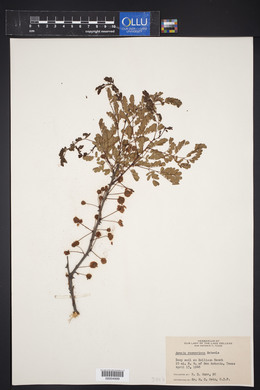 Acacia roemeriana image