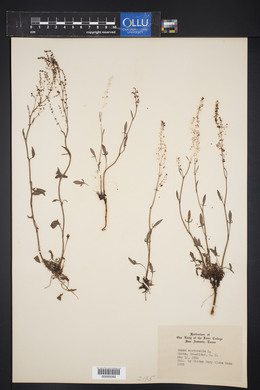 Rumex acetosa image