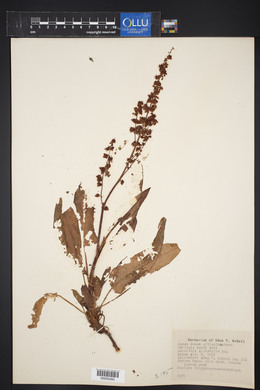 Rumex altissimus image