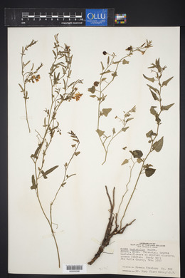 Rumex hastatulus image