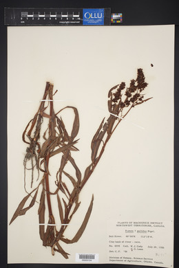 Rumex pallidus image