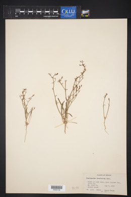 Chorizanthe brevicornu image