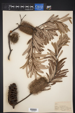 Banksia marginata image
