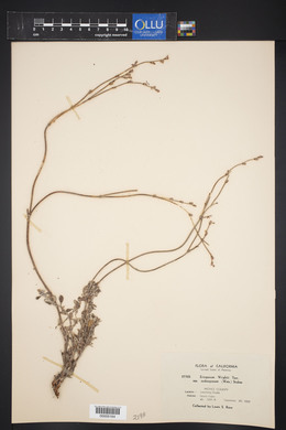 Eriogonum wrightii subsp. subscaposum image
