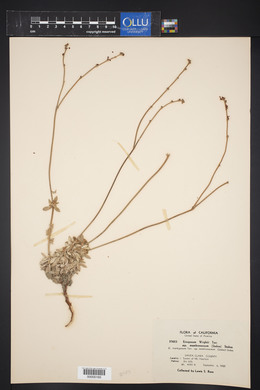 Eriogonum wrightii image