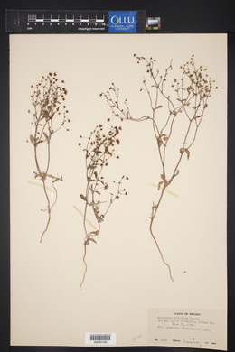 Eriogonum angulosum image