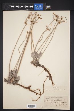 Eriogonum proliferum image