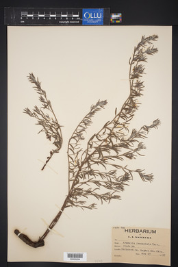 Krameria lanceolata image