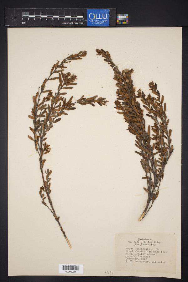 Hovea longifolia image