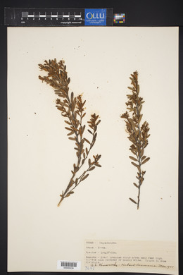 Hovea longifolia image