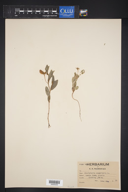 Crotalaria sagitallis image