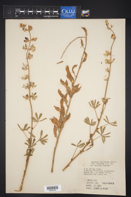 Lupinus albifrons image