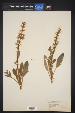 Lupinus diffusus image