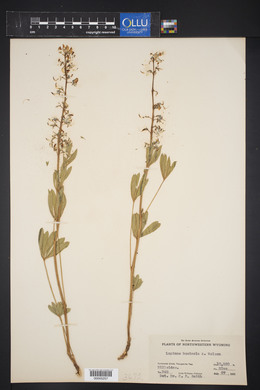 Lupinus humicola image