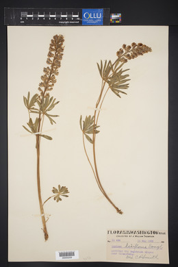 Lupinus latifolius image