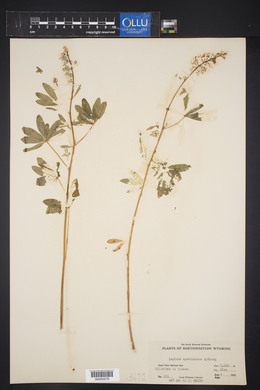 Lupinus spathulatus image