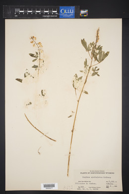 Lupinus spathulatus image