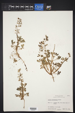 Lupinus subcarnosus image