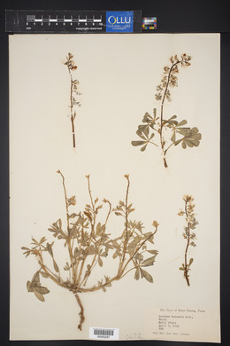 Lupinus texensis image