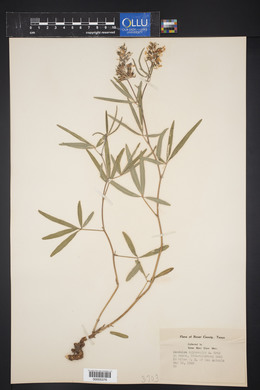 Psoralea cyphocalyx image