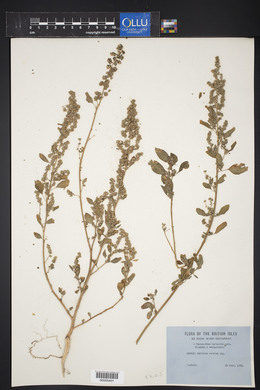 Image of Chenopodium x variabile