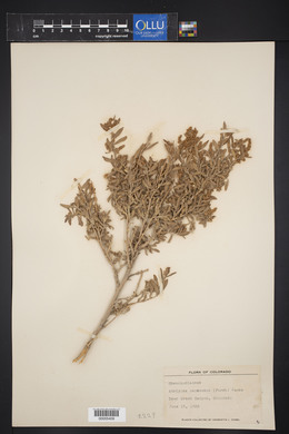 Atriplex canescens image