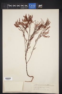 Polygonum ramosissimum image