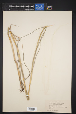 Panicum geminatum image