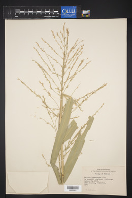 Panicum gymnocarpon image