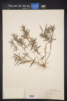 Panicum lancearium image