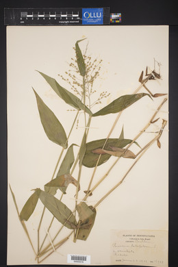 Panicum latifolium image