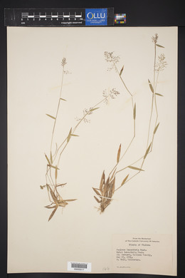 Panicum leucothrix image